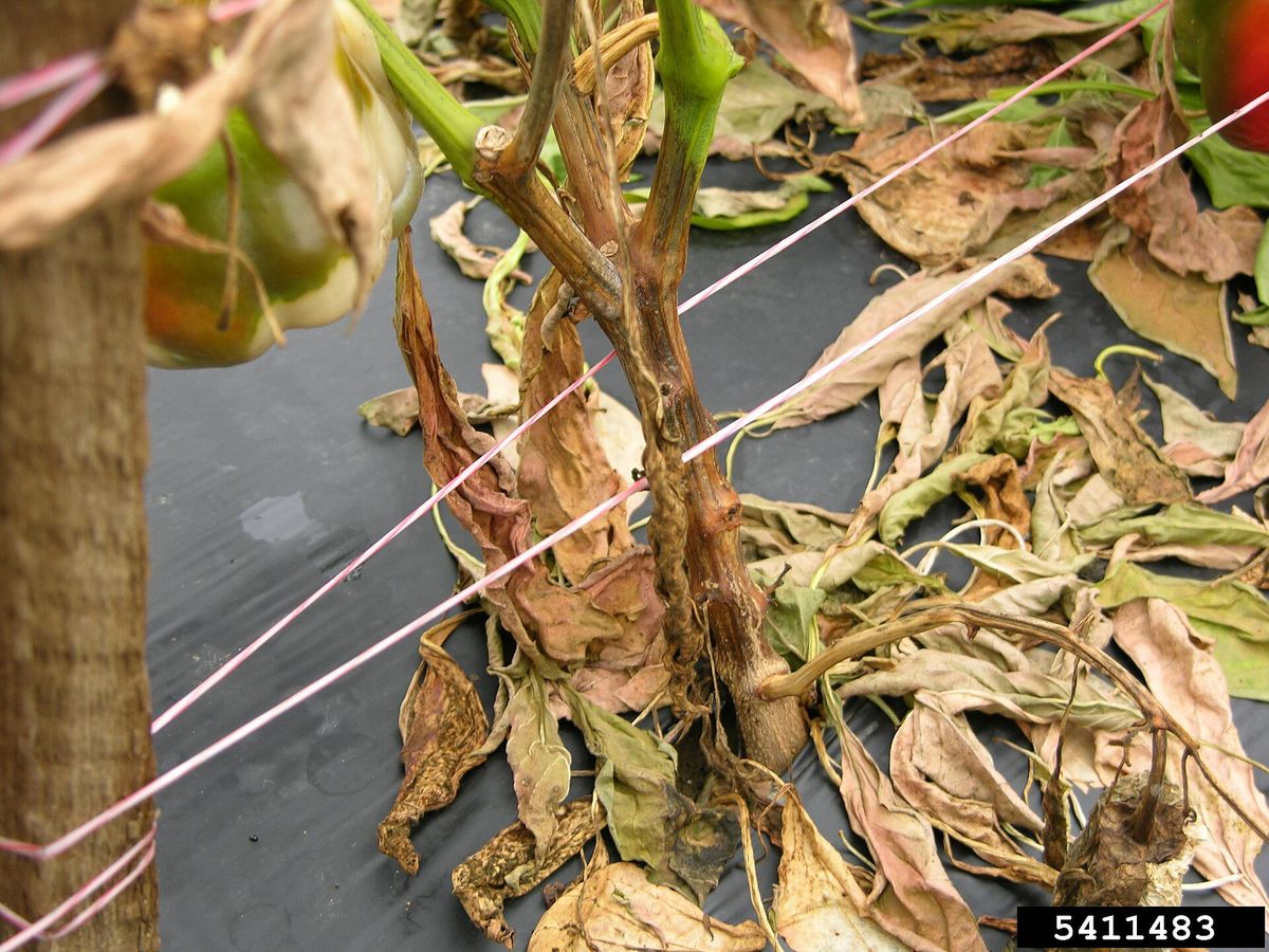 Photograph of phytophthora blight symptoms used for plant disease identification