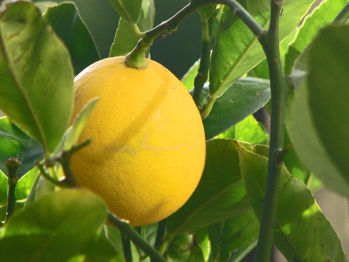 Lemon (Meyer) growing. Photo for the lemon (meyer) growing guide