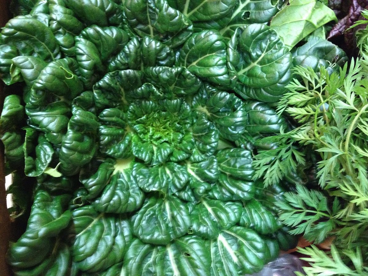 Tatsoi plant: Brassicaceae crop profile photo