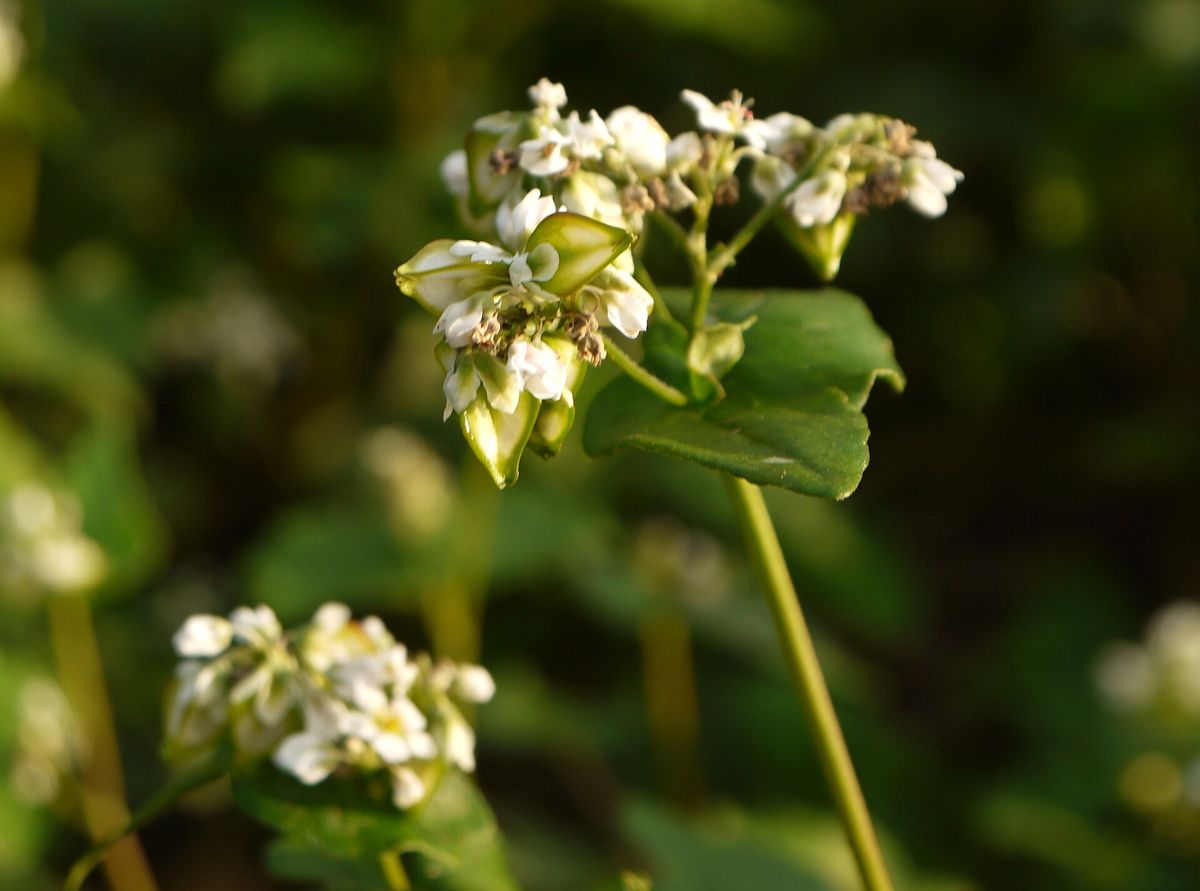 Buckwheat growing. Photo for the buckwheat growing guide