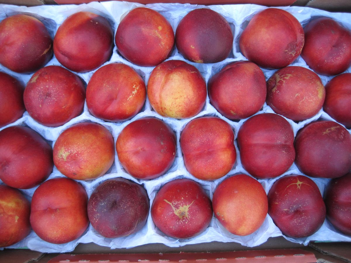 Nectarine growing. Photo for the nectarine growing guide