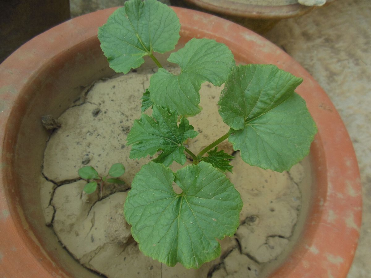 Bitter Melon plant: Cucurbitaceae crop profile photo