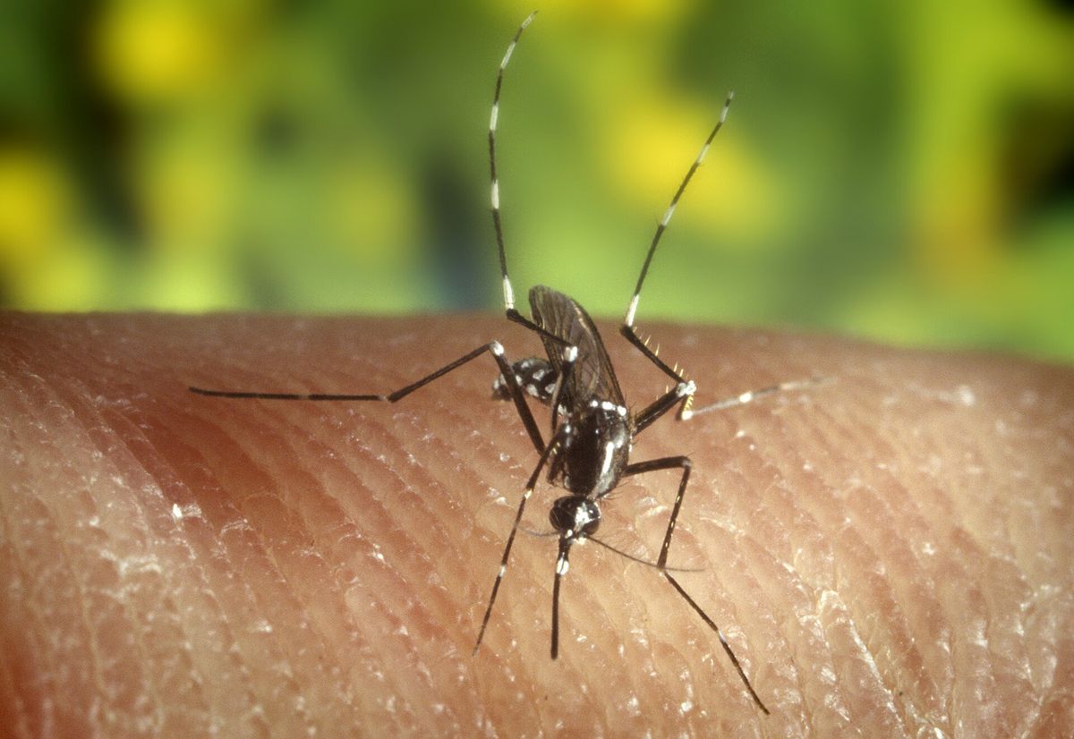 Close-up photo of mosquito used for garden pest identification