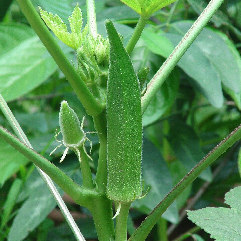 Okra plant: Malvaceae crop profile photo