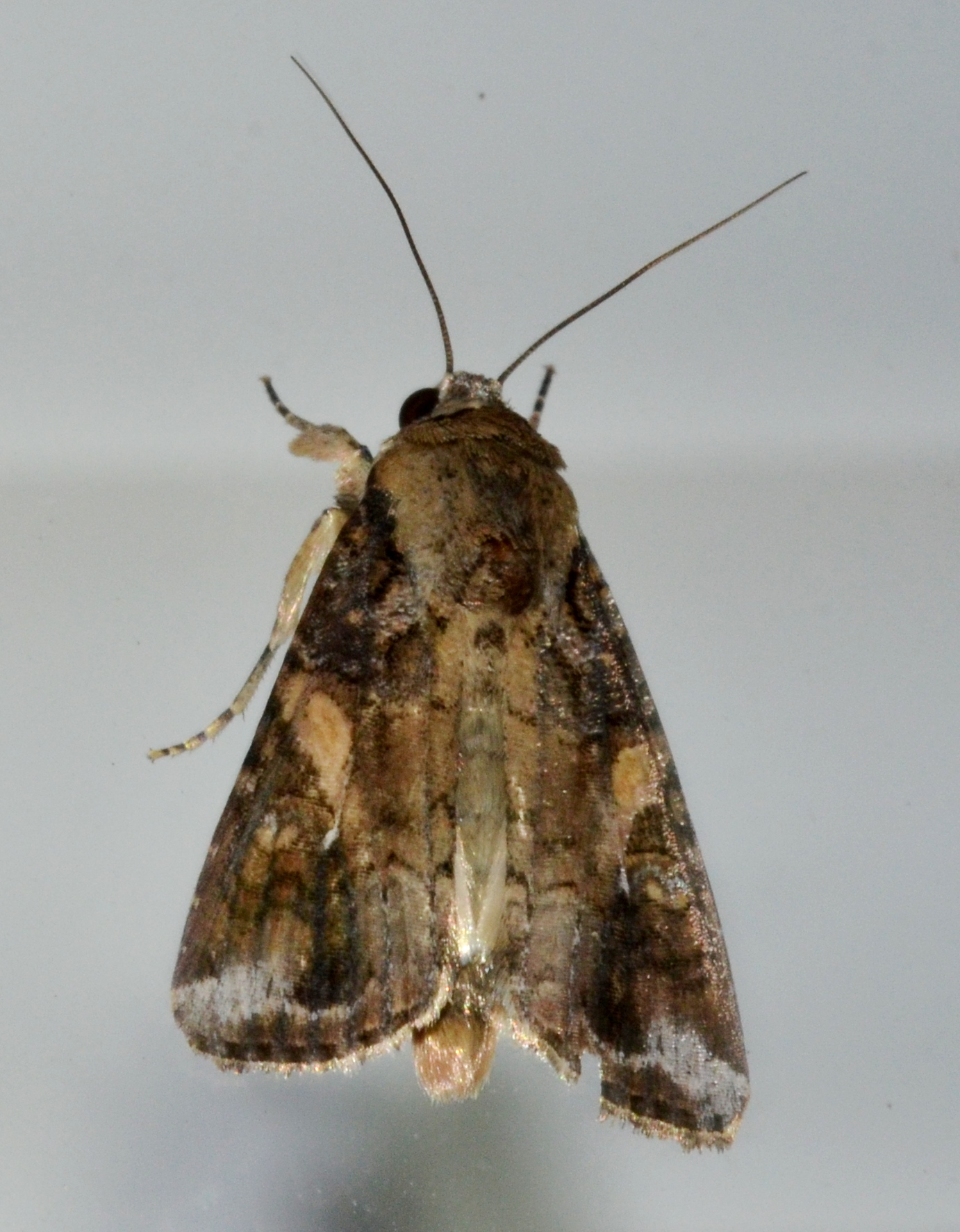 Close-up photo of fall armyworm used for garden pest identification