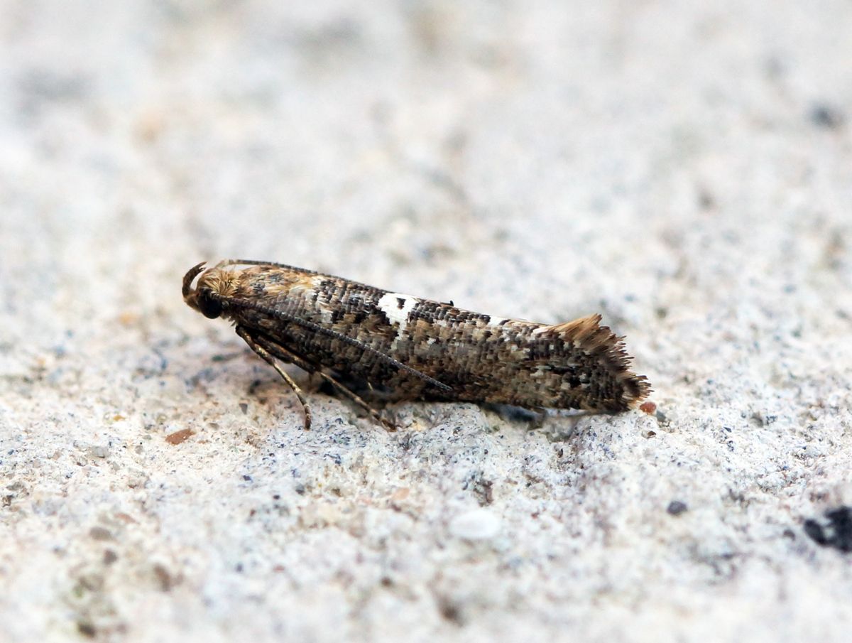 Close-up photo of leek moth used for garden pest identification