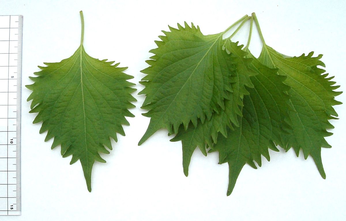 Shiso (Perilla) plant: Lamiaceae crop profile photo
