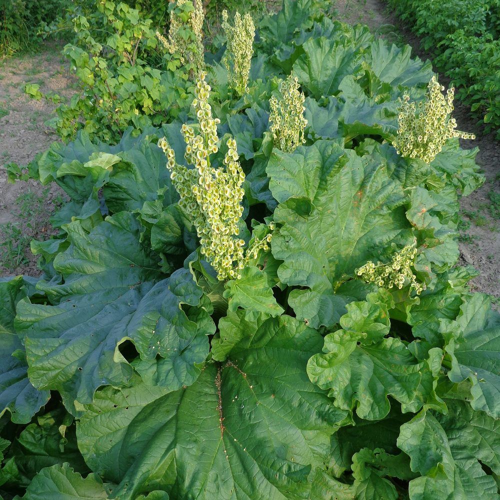 Rhubarb plant: Polygonaceae crop profile photo