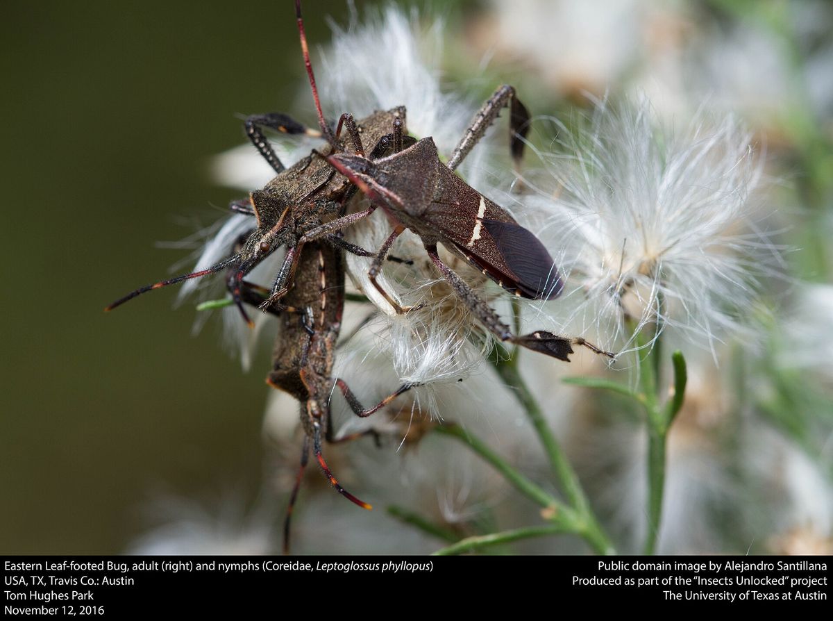 Close-up photo of leaffooted bug used for garden pest identification