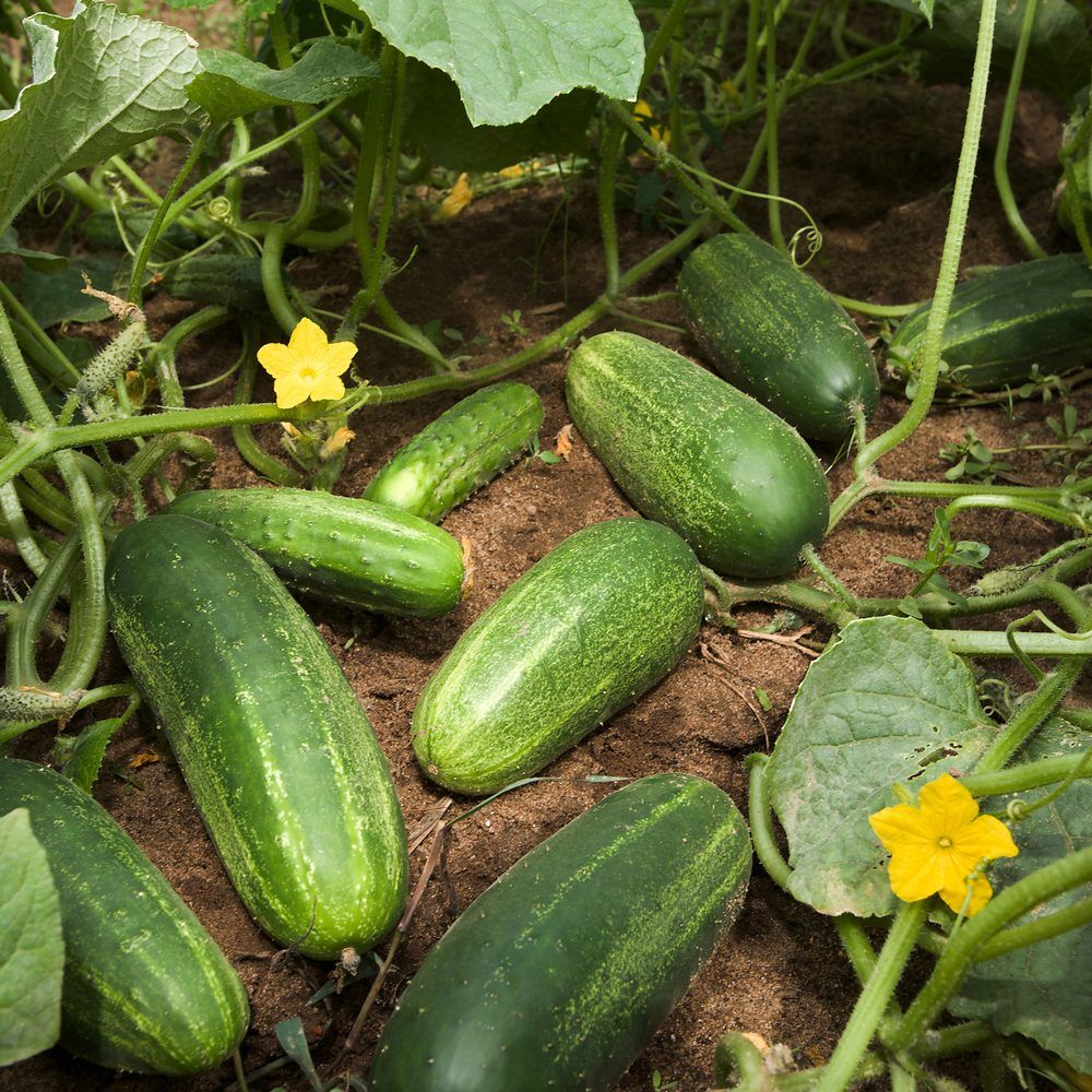 Cucumber plant: Cucurbitaceae crop profile photo