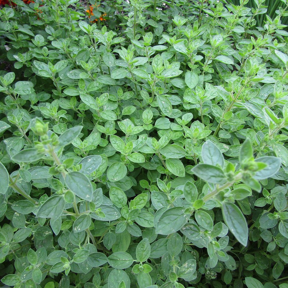 Oregano plant: Lamiaceae crop profile photo