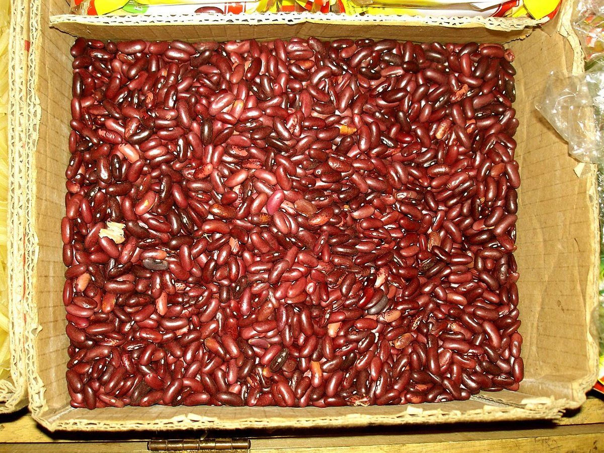 Dry Bush Bean growing. Photo for the dry bush bean growing guide