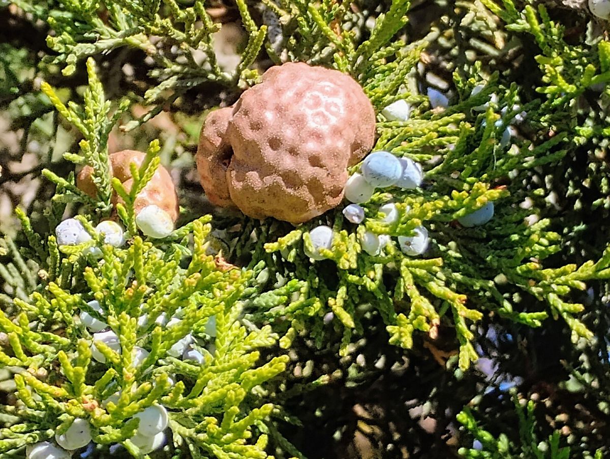 Photograph of cedar-apple rust symptoms used for plant disease identification