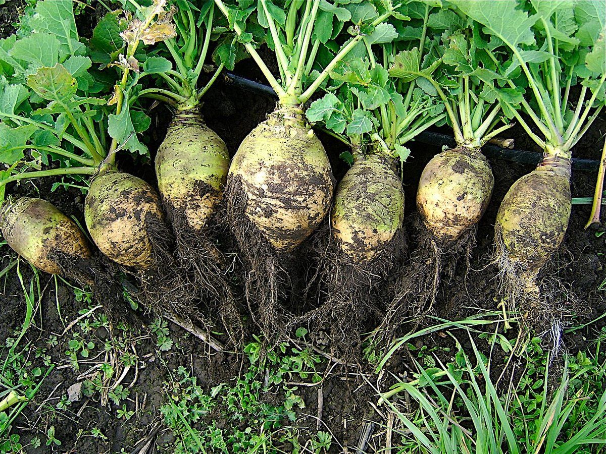 Rutabaga growing. Photo for the rutabaga growing guide