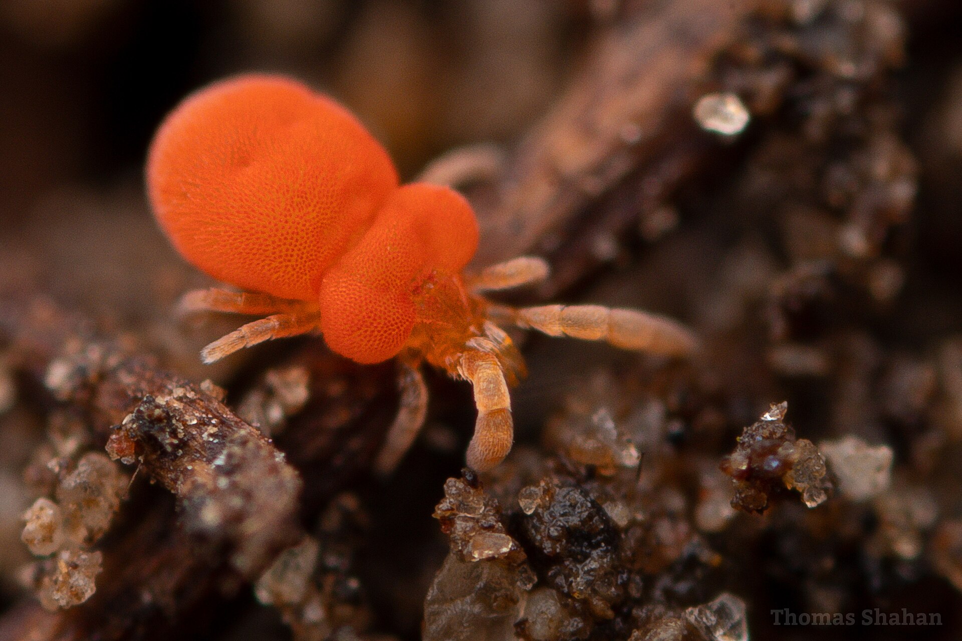 Close-up photo of chigger used for garden pest identification
