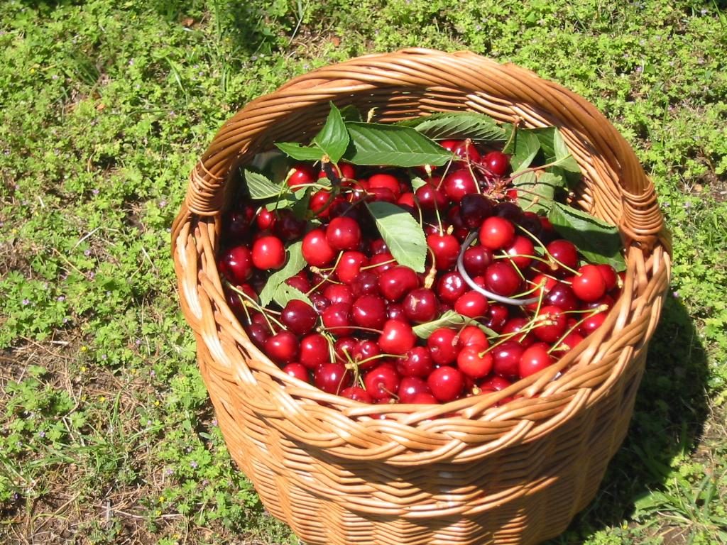 Cherry plant: Rosaceae crop profile photo