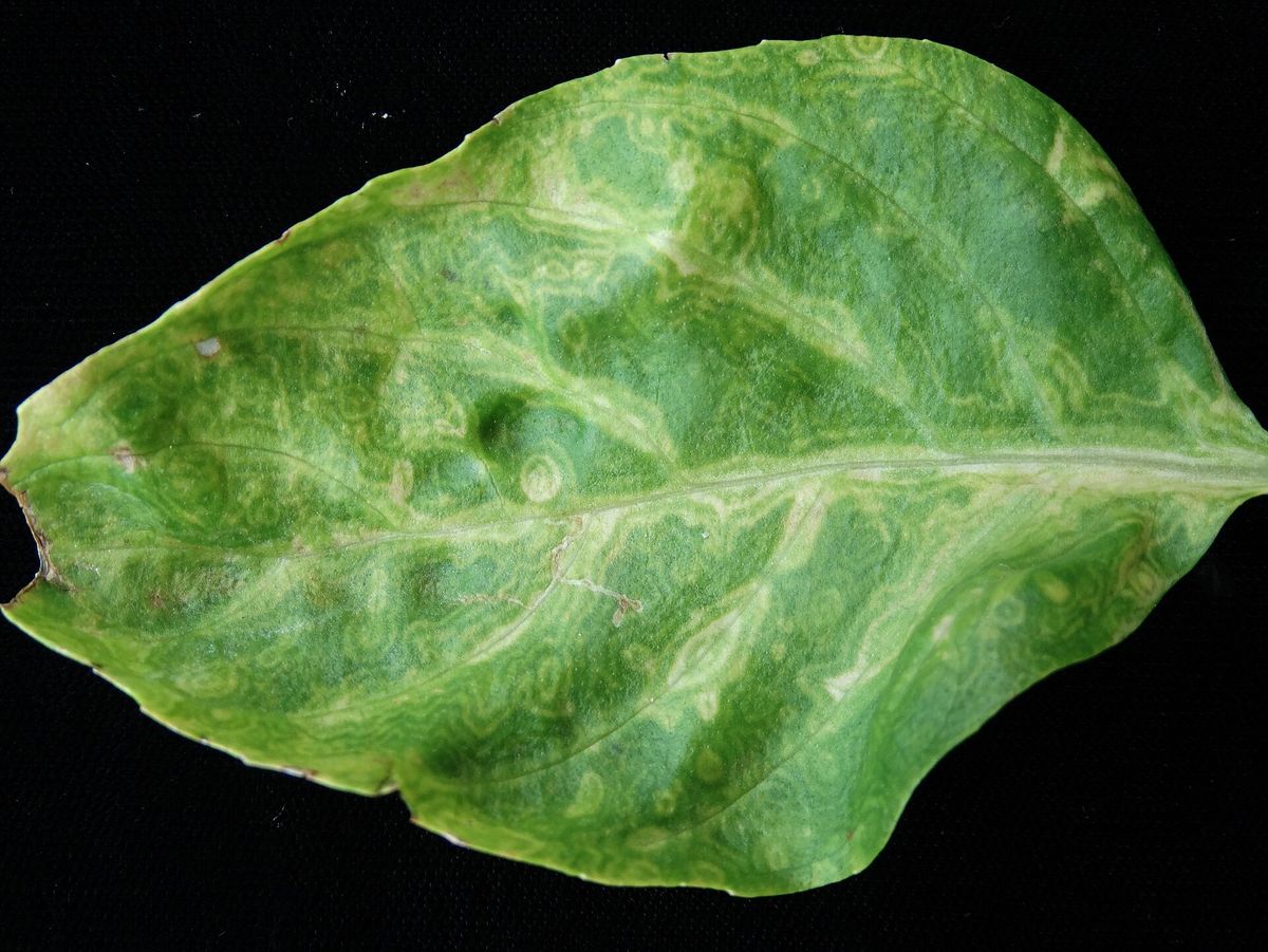 Photograph of tomato spotted wilt virus symptoms used for plant disease identification