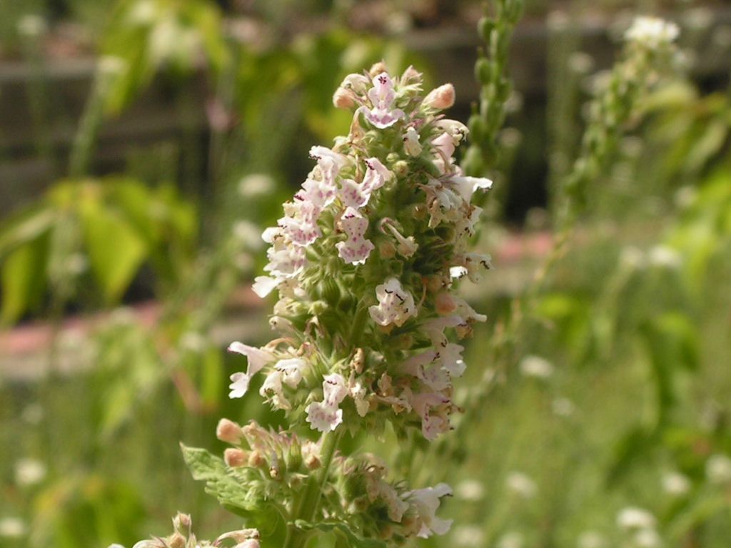 Catnip plant: Lamiaceae crop profile photo
