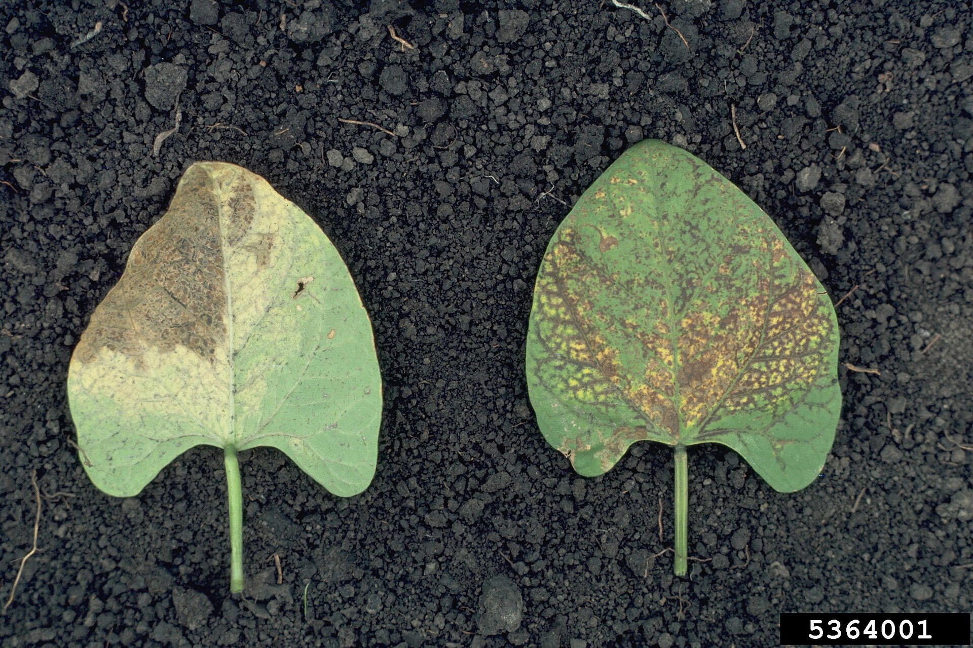Bean common mosaic virus symptoms