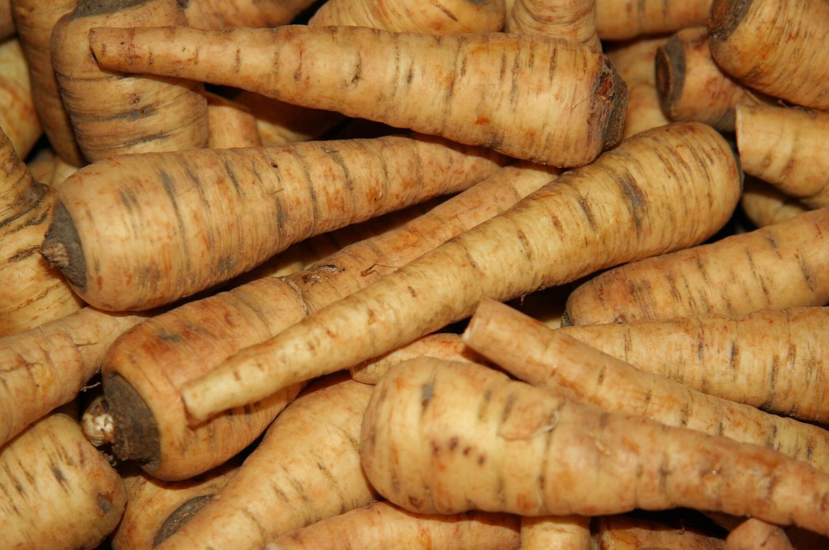 Parsnip plant: Apiaceae crop profile photo