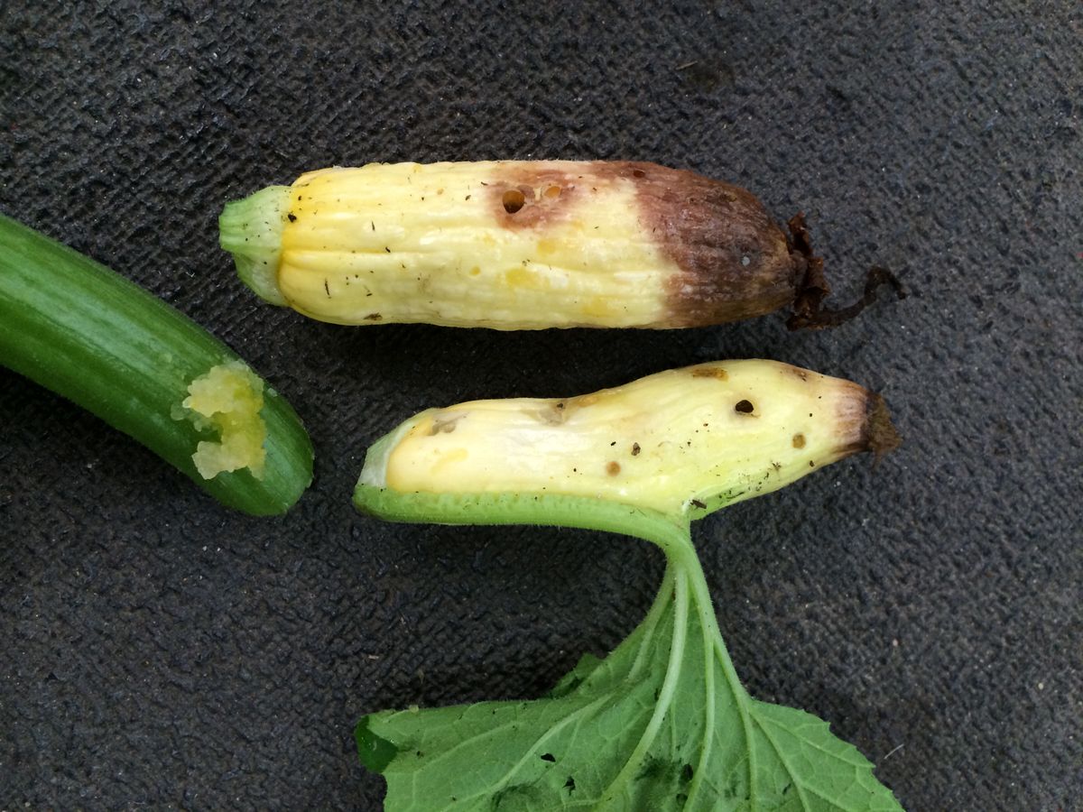 Close-up photo of pickleworm used for garden pest identification