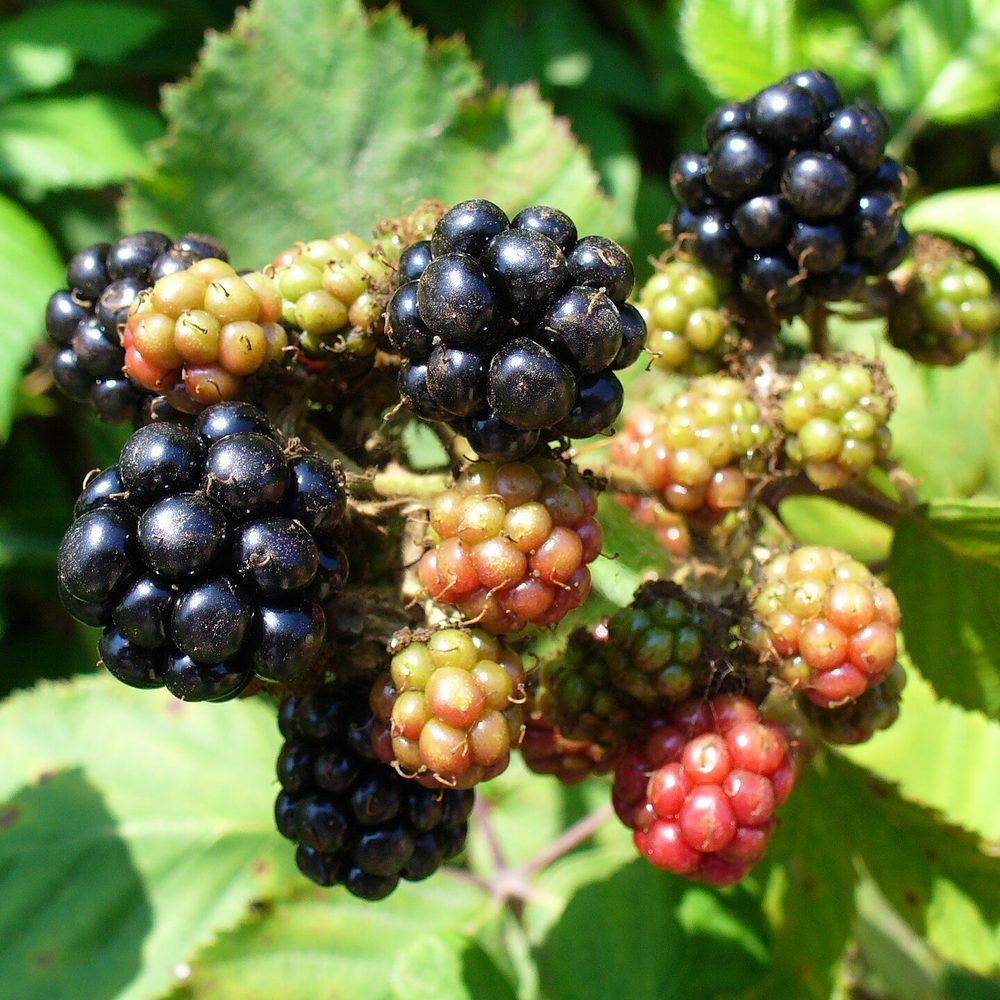 Blackberry plant: Rosaceae crop profile photo