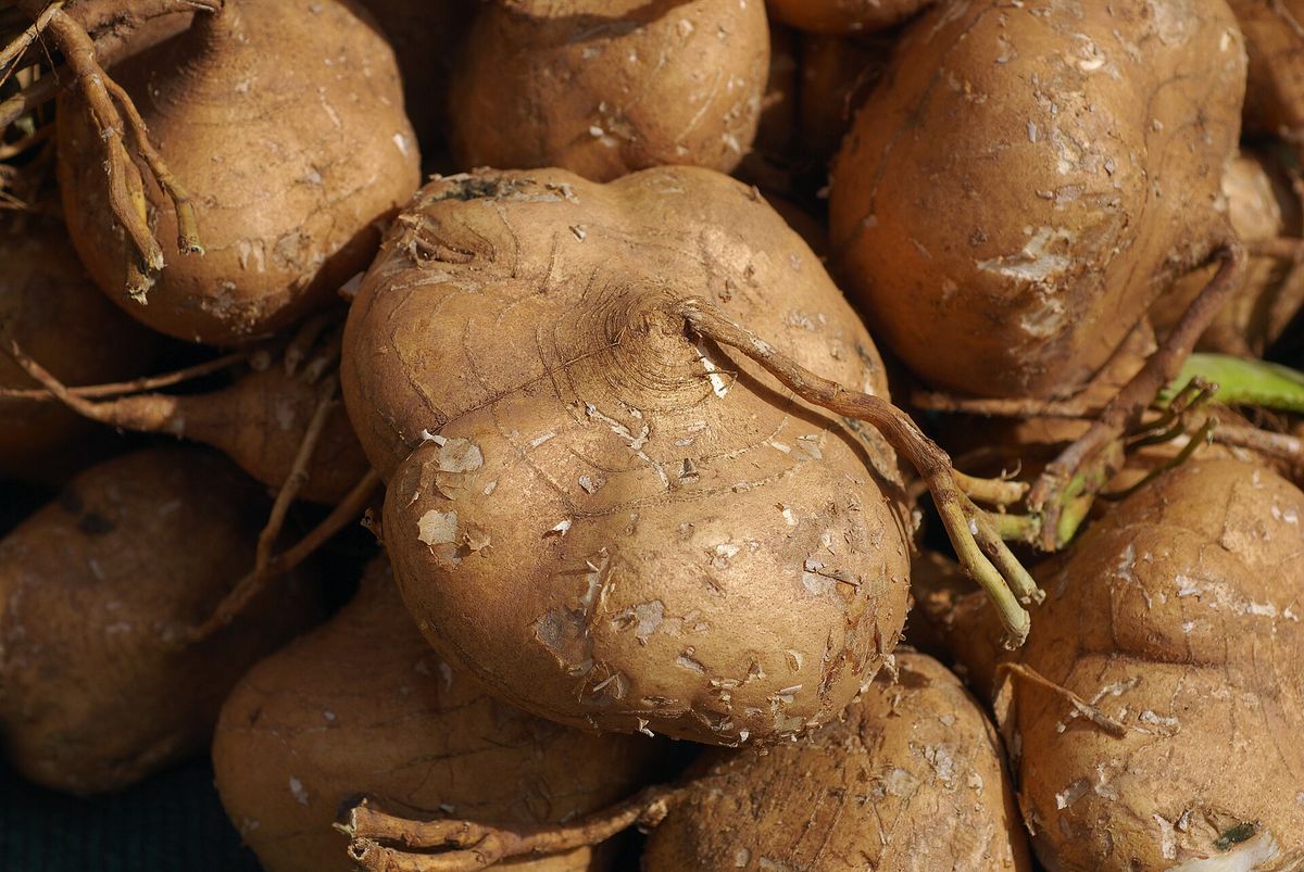 Jicama growing. Photo for the jicama growing guide