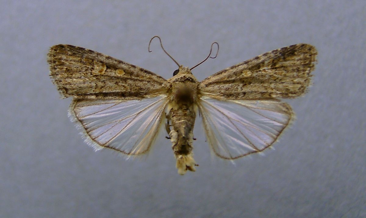 Close-up photo of beet armyworm used for garden pest identification