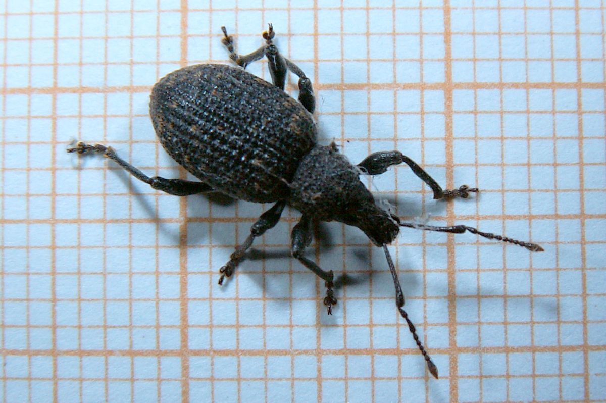 Close-up photo of black vine weevil used for garden pest identification