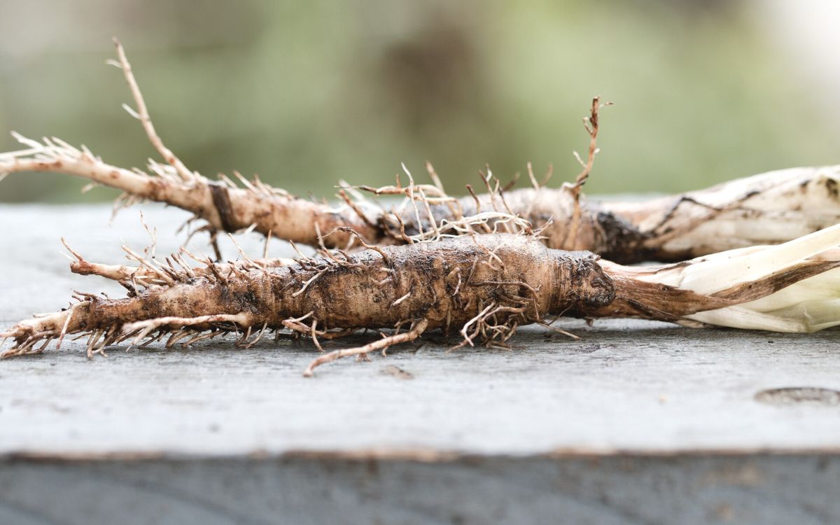 Salsify growing. Photo for the salsify growing guide