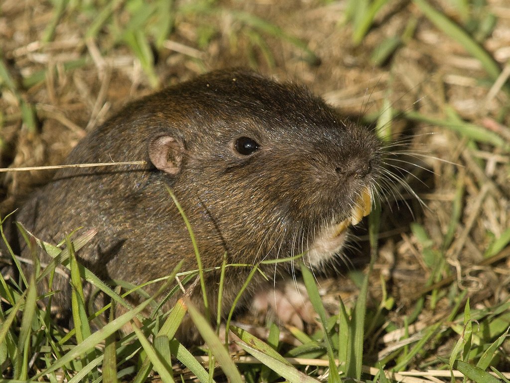 Photograph of pocket gopher: garden pest identification