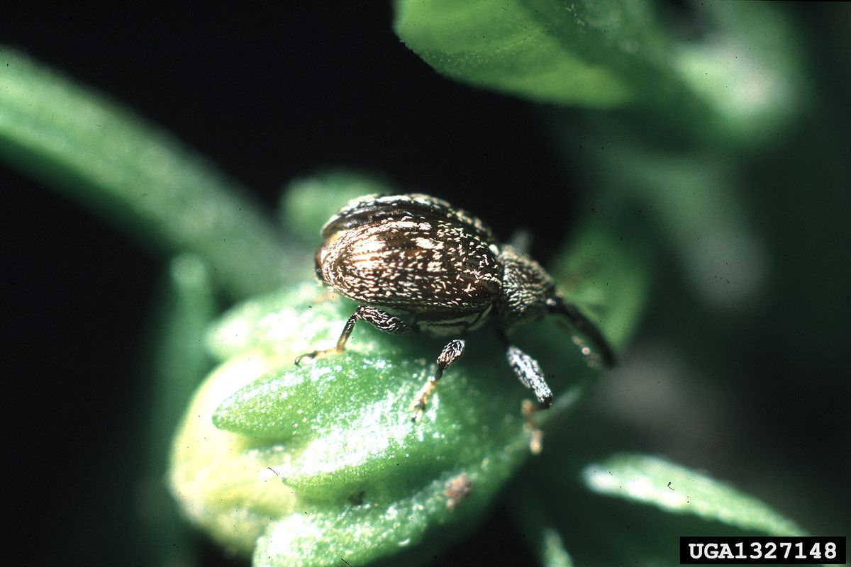 Close-up photo of pepper weevil used for garden pest identification