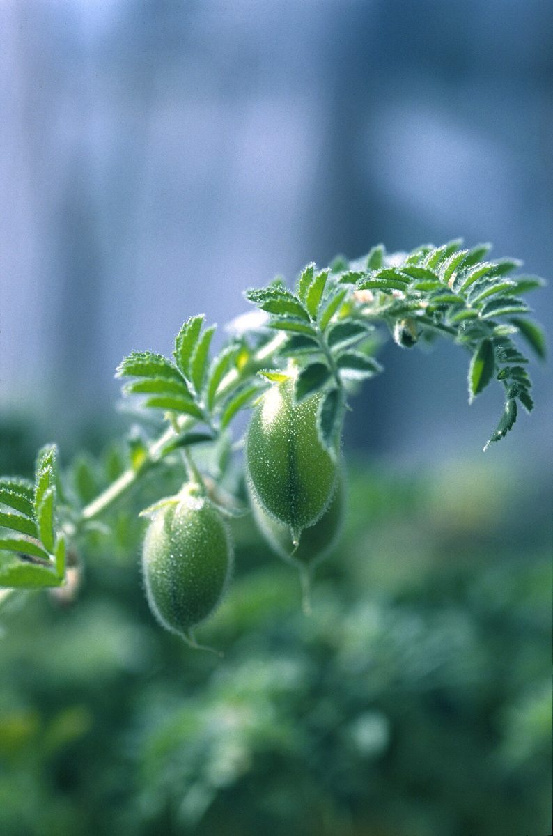 Chickpea (Garbanzo) growing. Photo for the chickpea (garbanzo) growing guide
