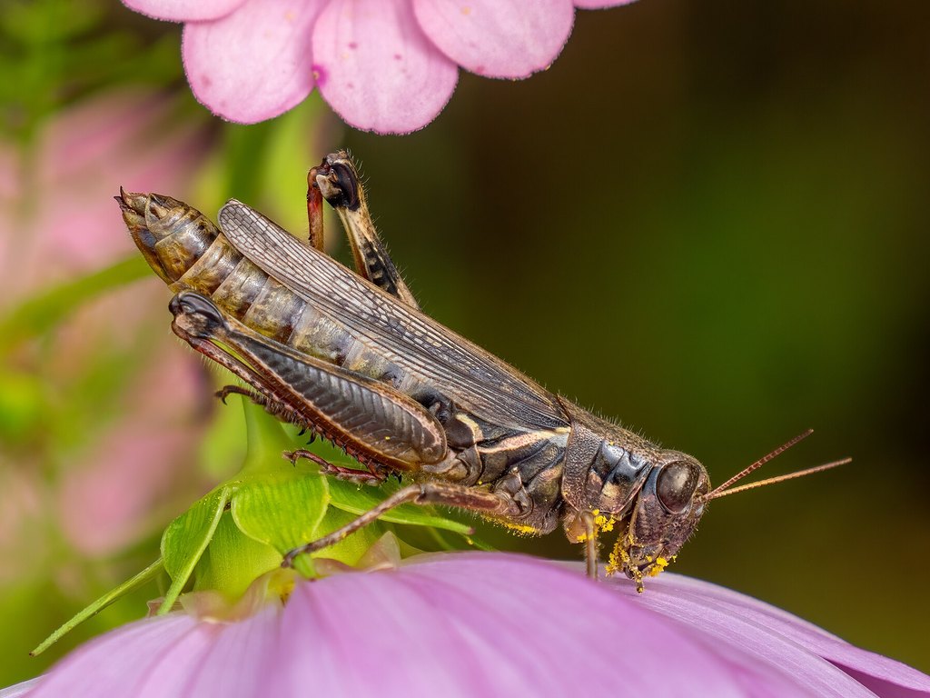 Close-up photo of grasshopper used for garden pest identification
