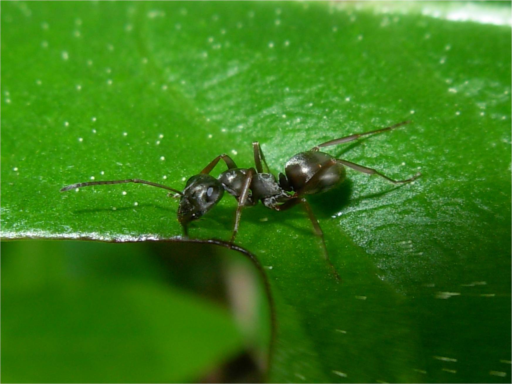 Close-up photo of garden ants used for garden pest identification