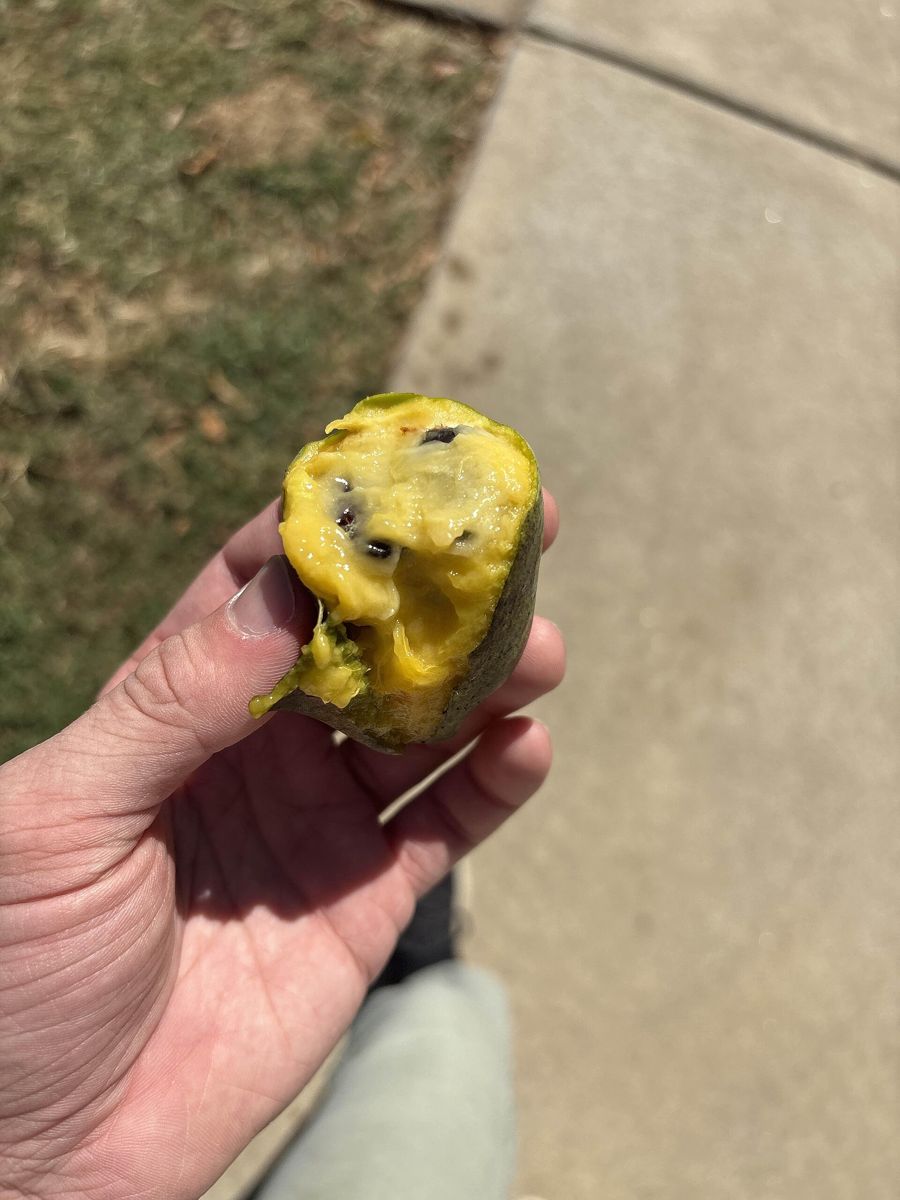 Pawpaw growing. Photo for the pawpaw growing guide