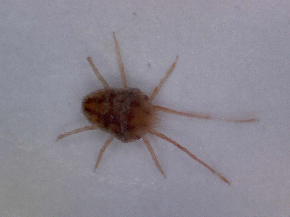 Close-up photo of clover mite used for garden pest identification