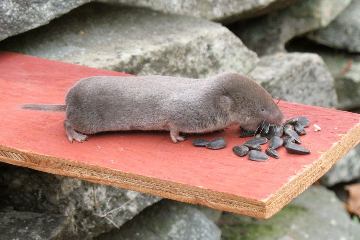 Close-up photo of shrew used for garden pest identification