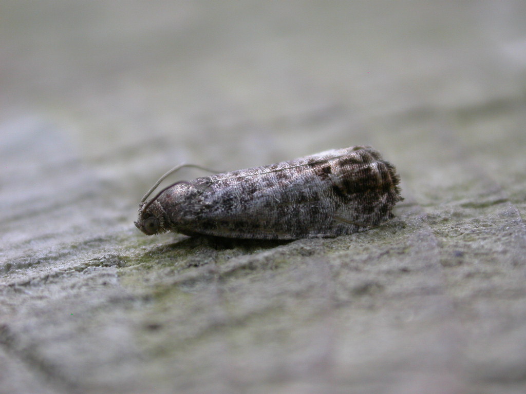 Close-up photo of codling moth used for garden pest identification