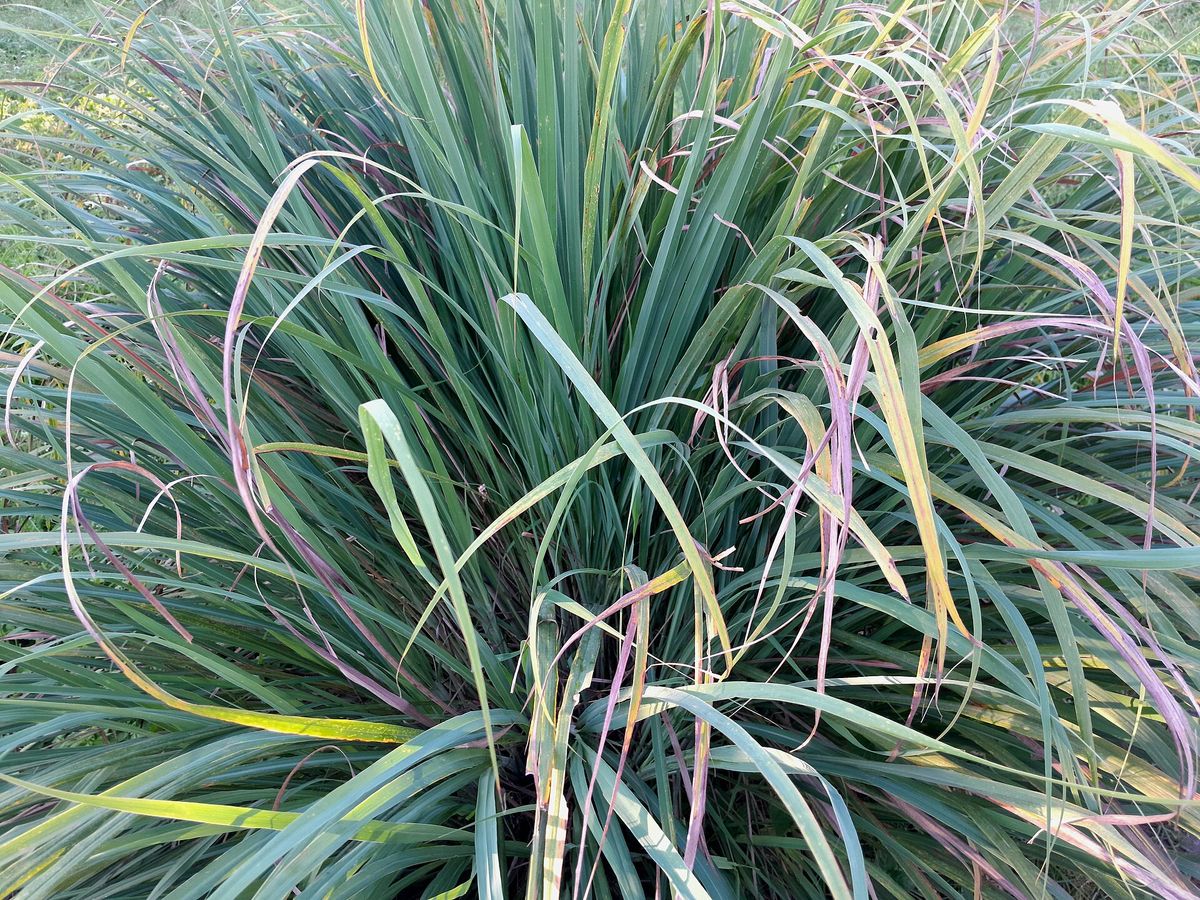 Lemongrass growing. Photo for the lemongrass growing guide