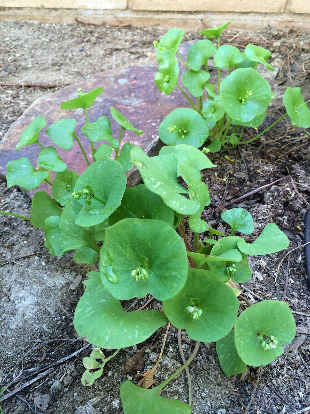 Claytonia (Miner's Lettuce) plant: Montiaceae crop profile photo