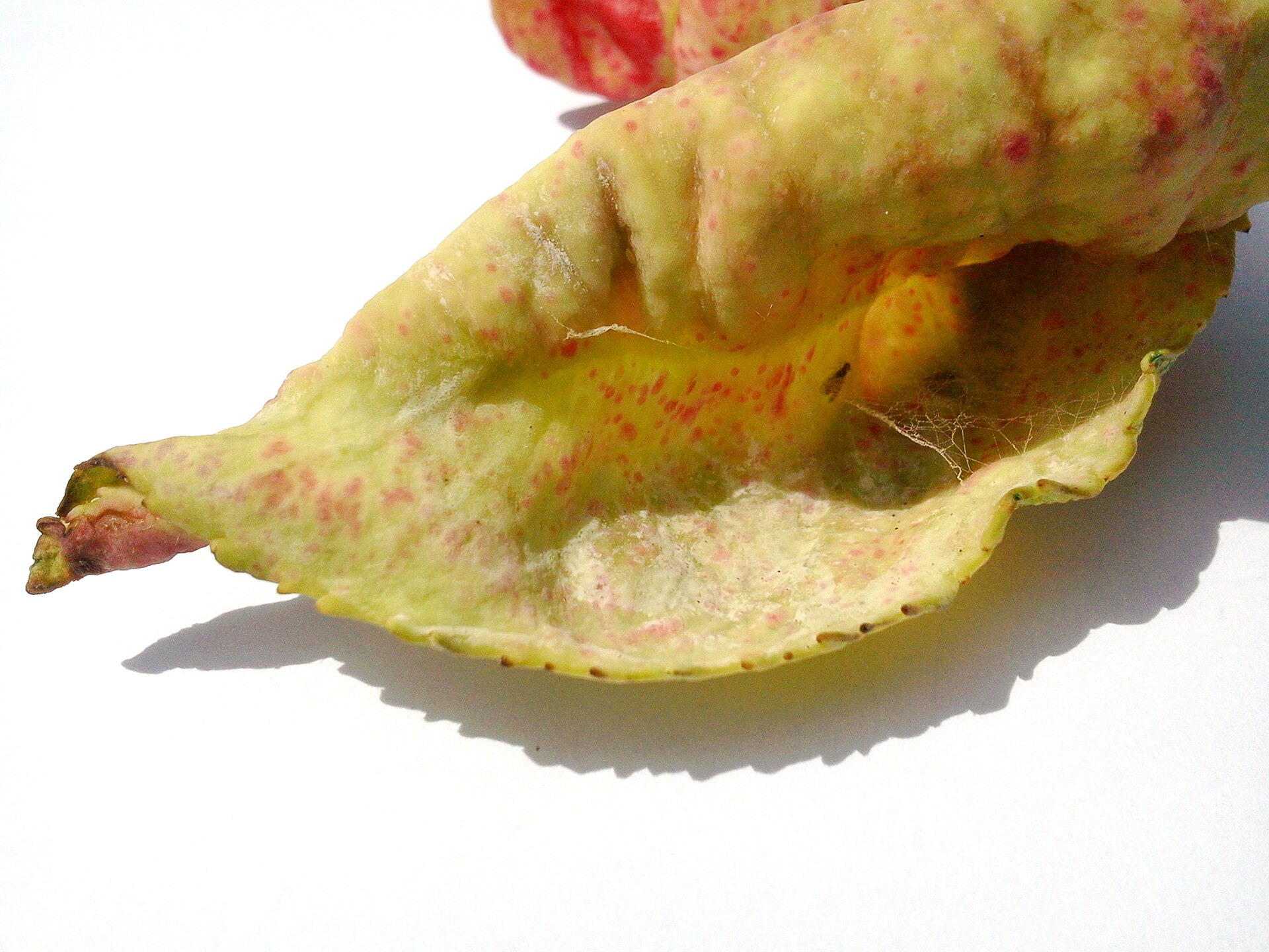Peach leaf curl symptoms