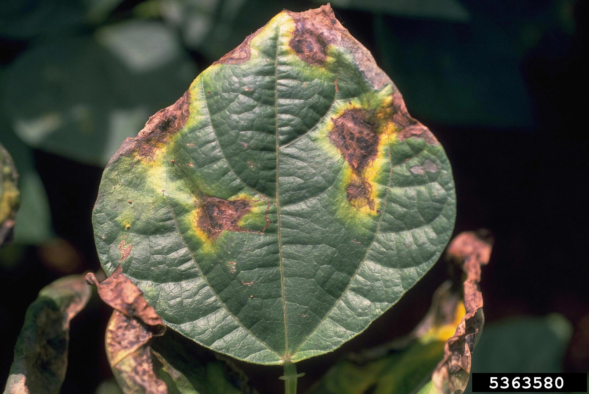Common blight of beans symptoms