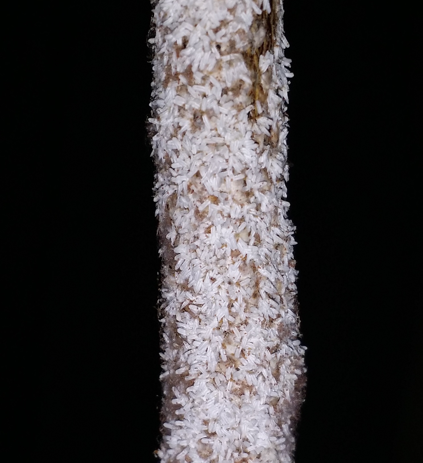 Close-up photo of scale insects used for garden pest identification