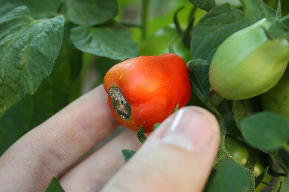Photograph of calcium deficiency symptoms used for plant disease identification
