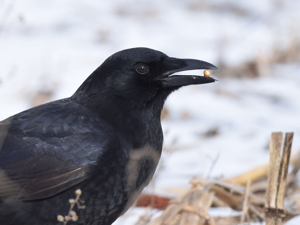 Close-up photo of crow & other birds used for garden pest identification