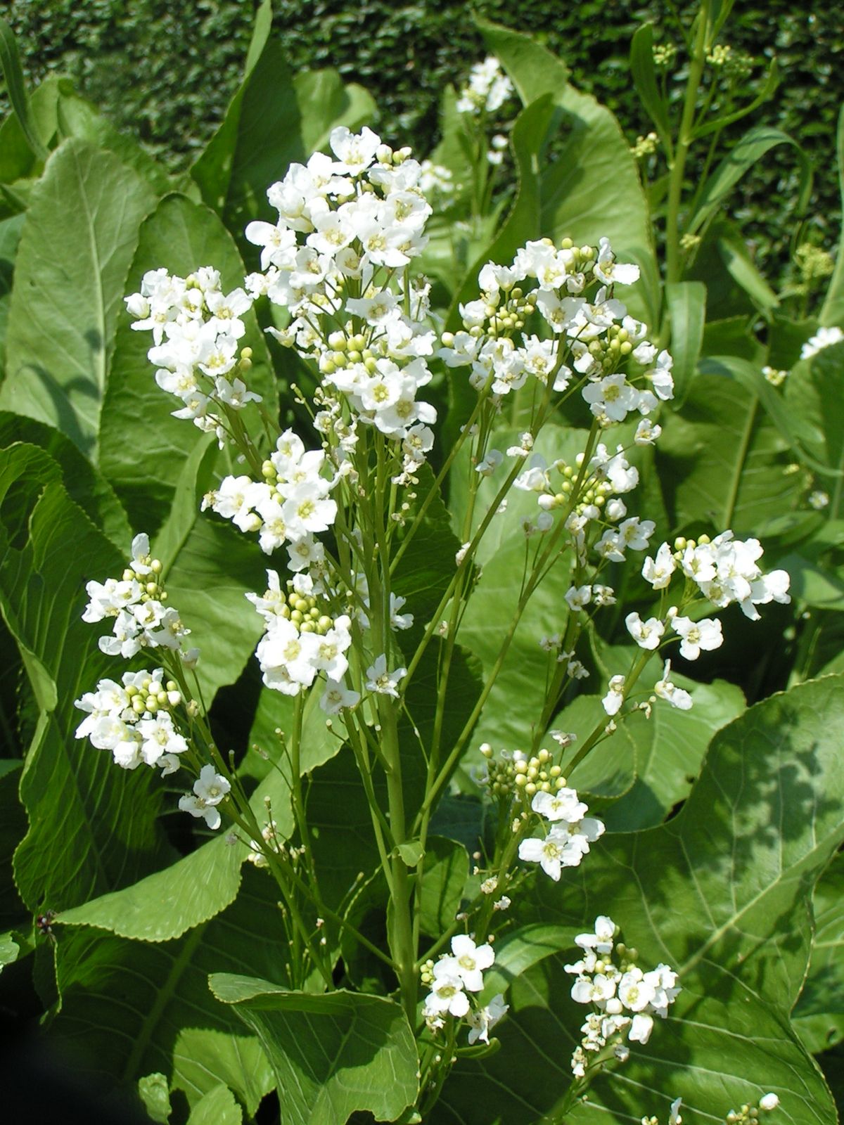 Horseradish plant: Brassicaceae crop profile photo