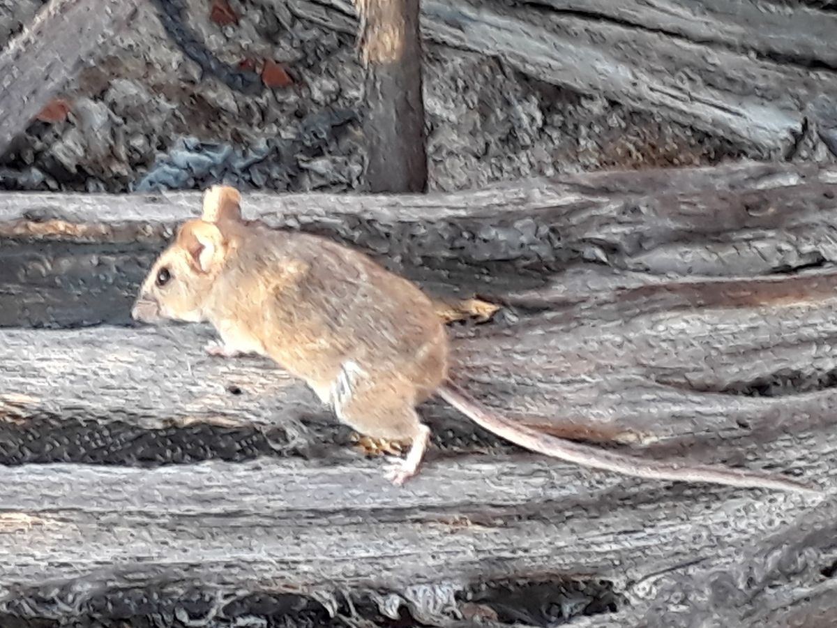 Close-up photo of house mouse / deer mouse used for garden pest identification