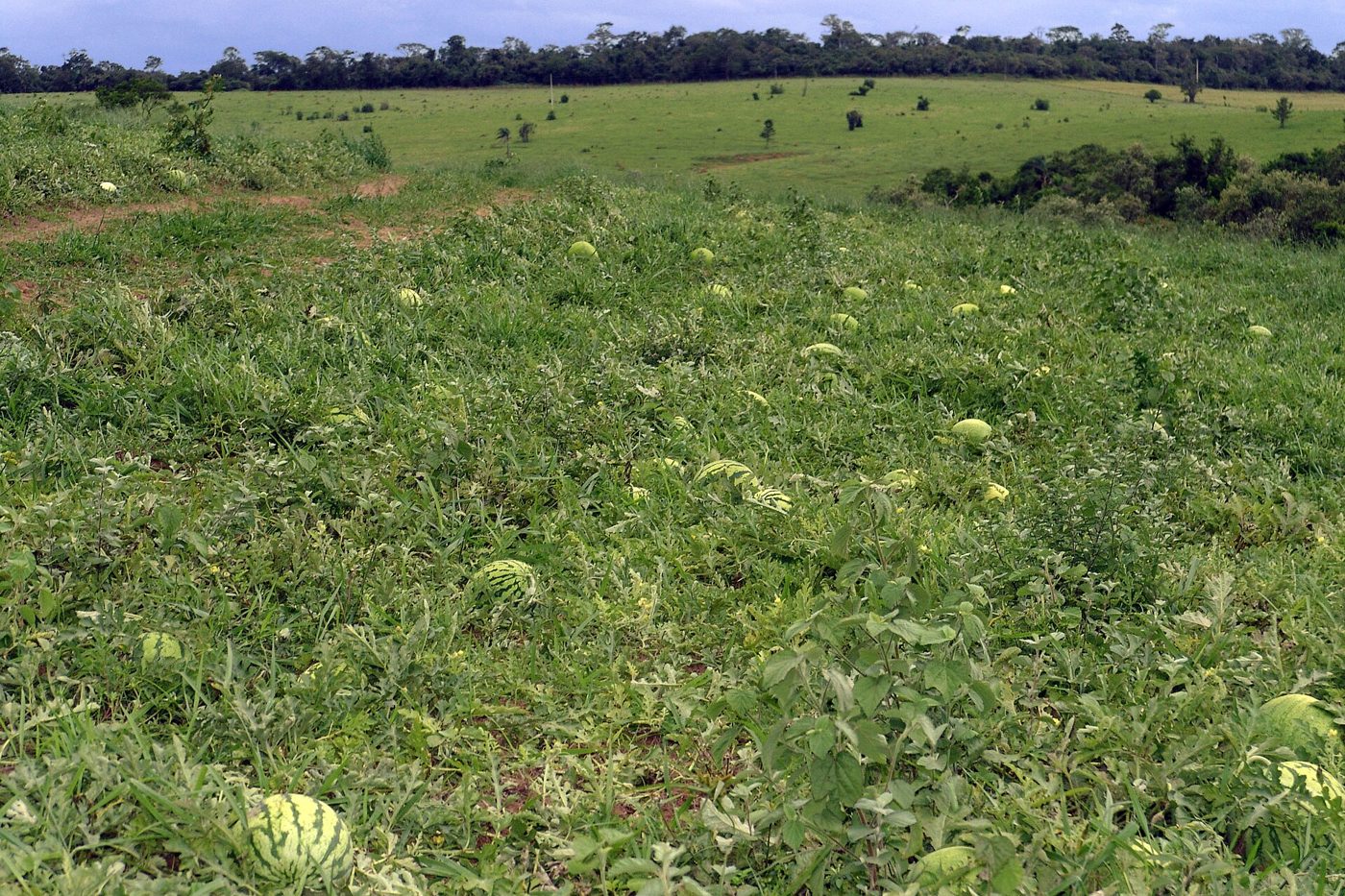 Watermelon plant: Cucurbitaceae crop profile photo