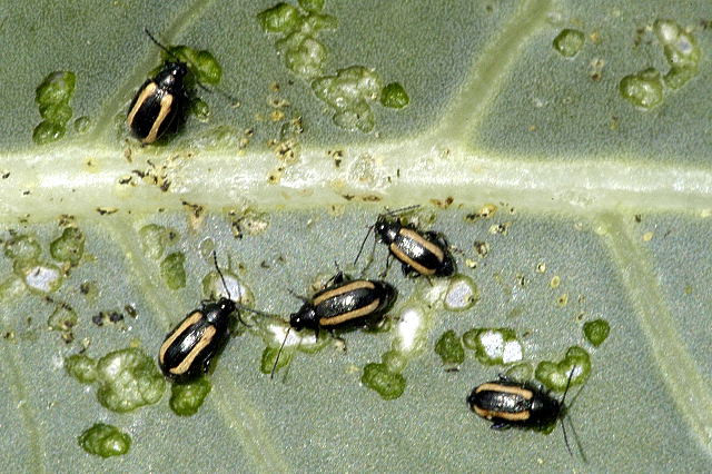 Photograph of flea beetle — garden pest identification